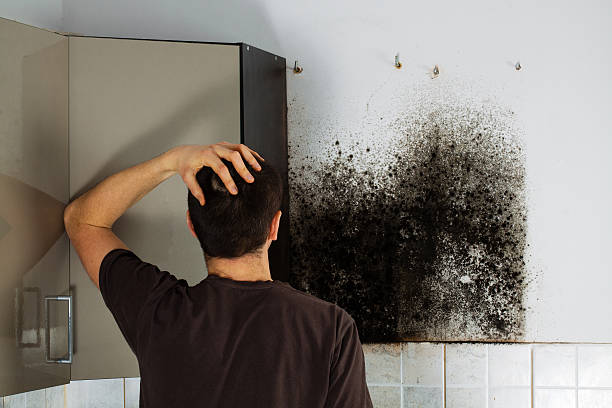Best Mold Damage Repair  in Lake Of The Pines, CA