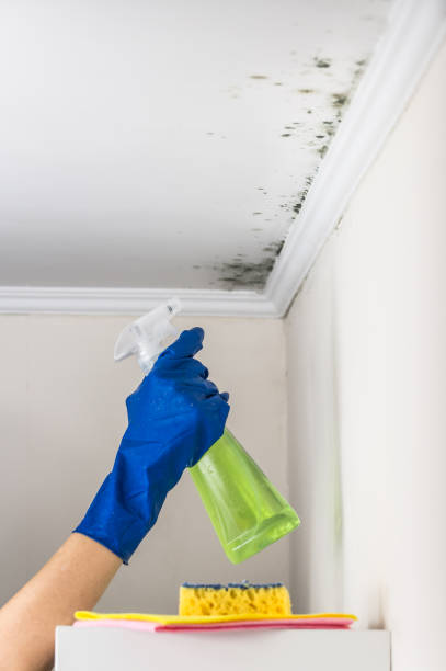 Best Home Mold Removal  in Lake Of The Pines, CA